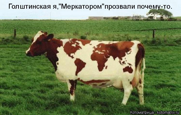Котоматрица: Голштинская я,"Меркатором"прозвали почему-то.