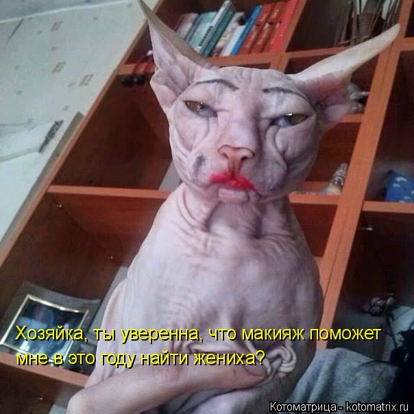 Котоматрица: Хозяйка, ты уверенна, что макияж поможет мне в это году найти жениха?