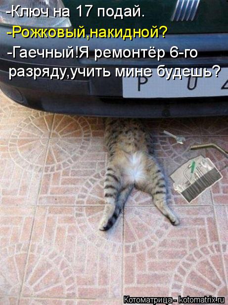 Котоматрица: -Ключ на 17 подай. разряду,учить мине будешь? -Рожковый,накидной? -Гаечный!Я ремонтёр 6-го