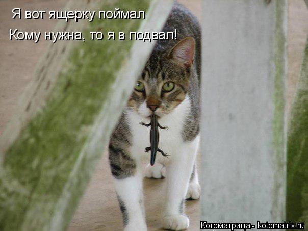Котоматрица: Я вот ящерку поймал Я вот ящерку поймал Кому нужна, то я в подвал!