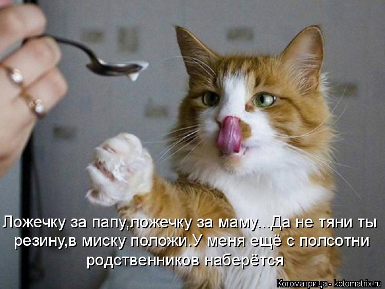 Котоматрица: резину,в миску положи.У меня ещё с полсотни Ложечку за папу,ложечку за маму...Да не тяни ты родственников наберётся