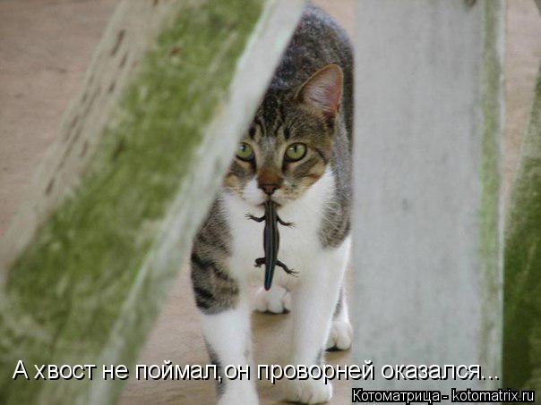 А хвост не поймал,он проворней оказался...... Котоматрица: А хвост не поймал,он проворней оказался...