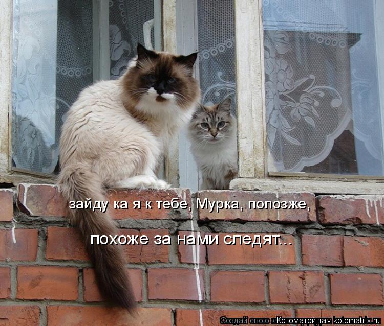 Котоматрица: зайду ка я к тебе, Мурка, попозже, похоже за нами следят...