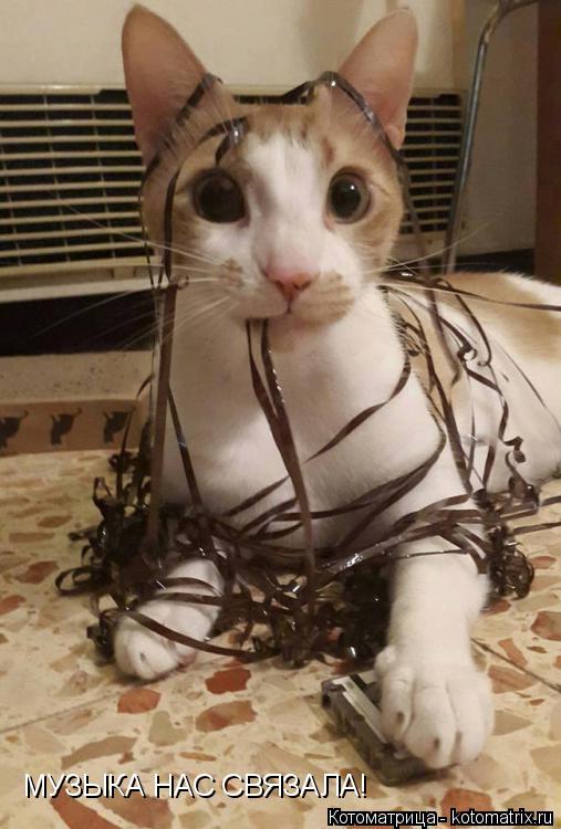 МУЗЫКА НАС СВЯЗАЛА!... Котоматрица: МУЗЫКА НАС СВЯЗАЛА!