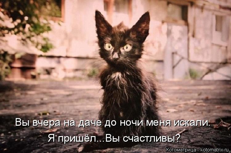 Котоматрица: Вы вчера на даче до ночи меня искали. Я пришёл...Вы счастливы?