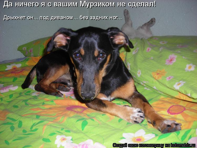 Котоматрица: Дрыхнет он... под диваном... без задних ног... Да ничего я с вашим Мурзиком не сделал!