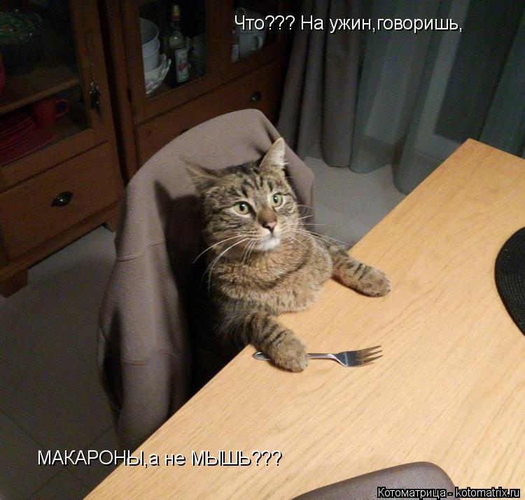 Что??? На ужин,говоришь, МАКАРОНЫ,а не МЫШЬ???... Котоматрица: Что??? На ужин,говоришь, МАКАРОНЫ,а не МЫШЬ???