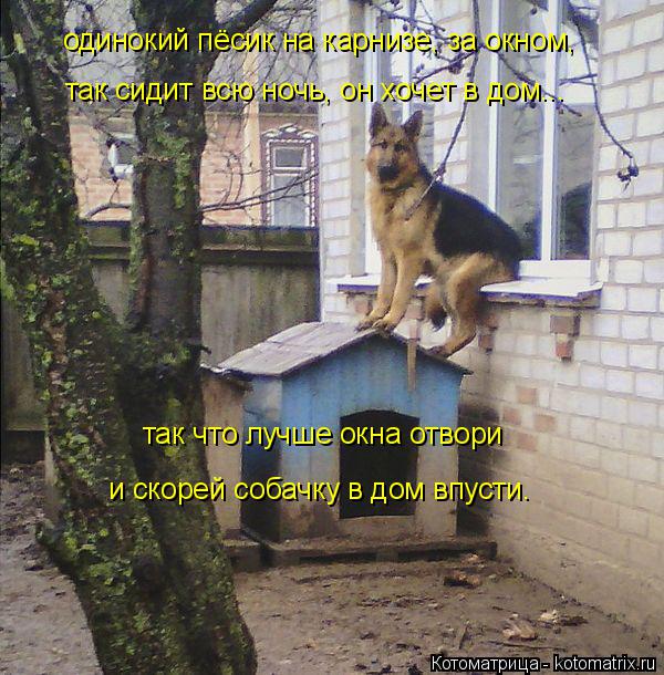 Котоматрица: одинокий пёсик на карнизе, за окном, так сидит всю ночь, он хочет в дом... так что лучше окна отвори  и скорей собачку в дом впусти.