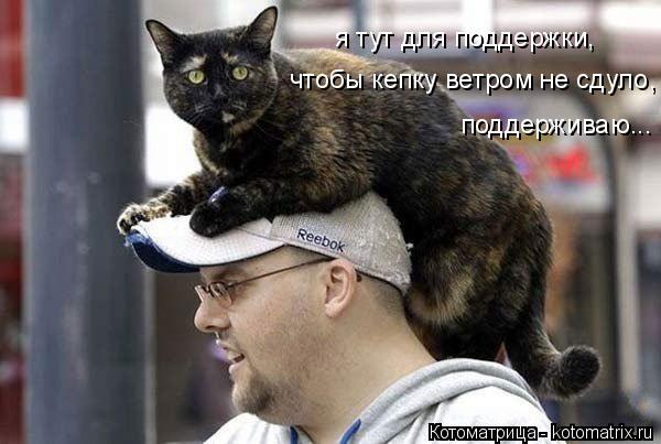 Котоматрица: я тут для поддержки, чтобы кепку ветром не сдуло, поддерживаю...