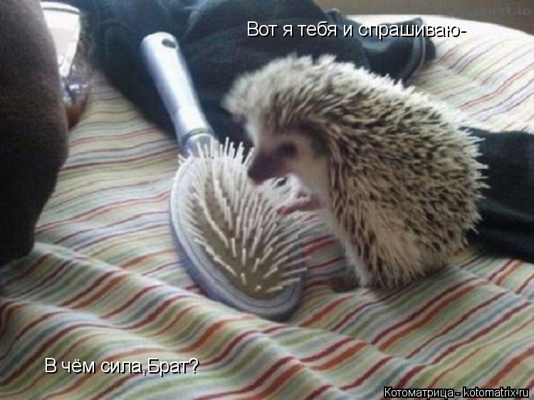Вот я тебя и спрашиваю- В чём сила,Брат?... Котоматрица: Вот я тебя и спрашиваю- В чём сила,Брат?