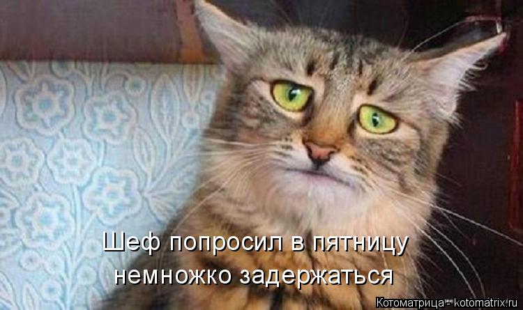 Котоматрица: Шеф попросил в пятницу немножко задержаться