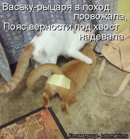 Котоматрица: Ваську-рыцаря в поход провожала, Пояс верности под хвост  надевала