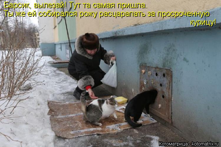 Котоматрица: Барсик, вылезай! Тут та самая пришла. Ты же ей собирался рожу расцарапать за просроченную курицу!