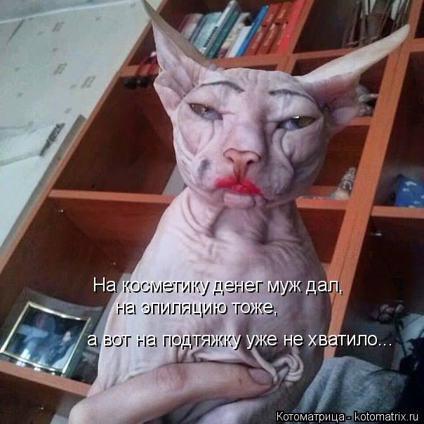 Котоматрица: На косметику денег муж дал, на эпиляцию тоже, а вот на подтяжку уже не хватило...