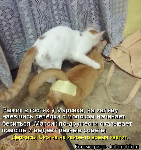 Котоматрица: Рыжик в гостях у Марсика, на халяву наевшись селёдки с молоком начинает беситься. Марсик по-дружески оказывает помощь и выдаёт разные совет