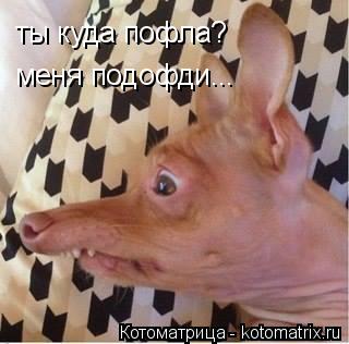 Котоматрица: ты куда пофла? меня подофди...