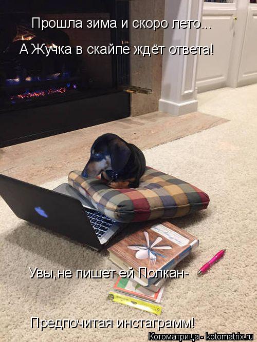 Прошла зима и скоро лето... А Жучка в скайпе ждёт ответа! Увы,не пишет ей Полкан- Предпочитая инстагр... Котоматрица: Прошла зима и скоро лето... А Жучка в скайпе ждёт ответа! Увы,не пишет ей Полкан- Предпочитая инстаграмм!