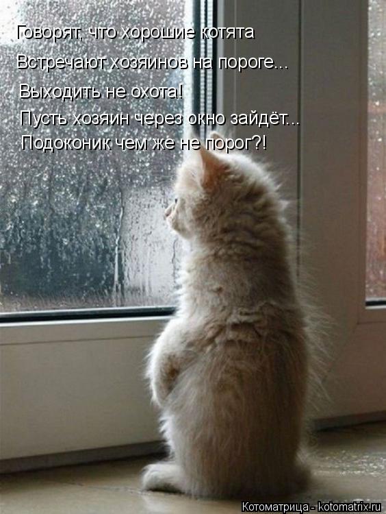 Котоматрица: Говорят, что хорошие котята Встречают хозяинов на пороге... Выходить не охота! Пусть хозяин через окно зайдёт... Подоконик чем же не порог?!