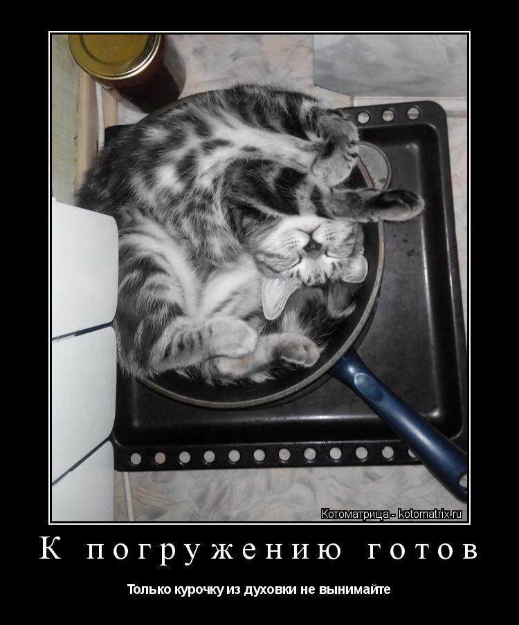 Котоматрица: К погружению готов Только курочку из духовки не вынимайте