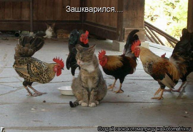 Котоматрица: Зашкварился....