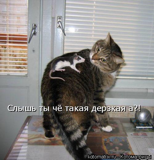 Котоматрица: Слышь ты чё такая дерзкая а?!