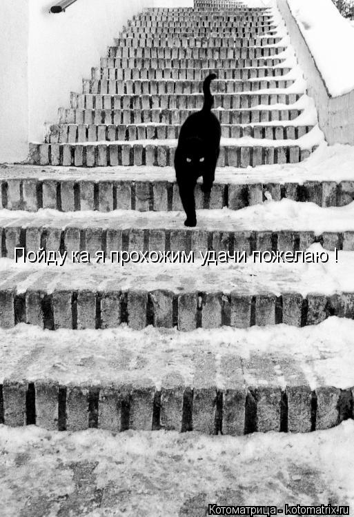 Котоматрица: Пойду ка я прохожим удачи пожелаю !