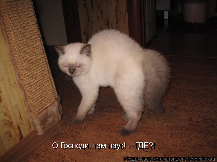 Котоматрица: О Господи, там паук! -  ГДЕ?!