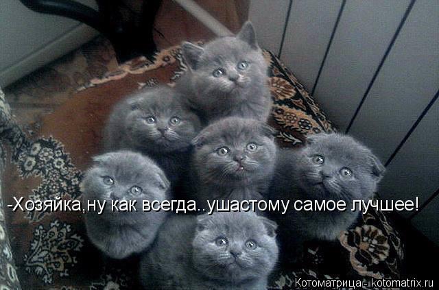 Котоматрица: -Хозяйка,ну как всегда..ушастому самое лучшее!