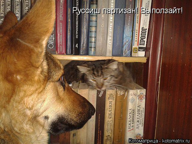 Котоматрица: Руссиш партизан! Выползайт!