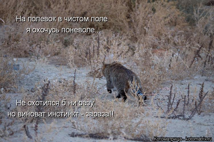 Котоматрица: На полевок в чистом поле я охочусь поневоле... Не охотился б ни разу,  но виноват инстинкт - зараза!!
