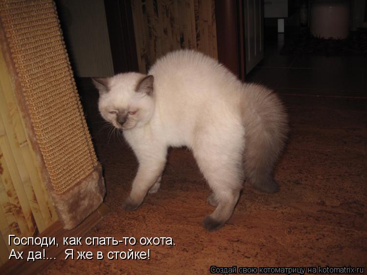 Котоматрица: Господи, как спать-то охота. Ах да!...  Я же в стойке!