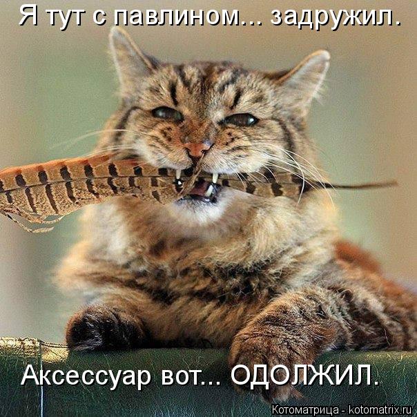 Котоматрица: Я тут с павлином... задружил. Аксессуар вот... ОДОЛЖИЛ.
