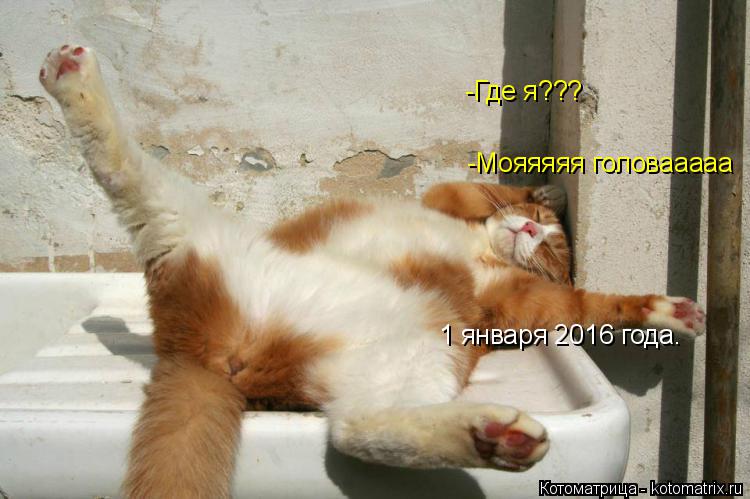 Котоматрица: 1 января 2016 года.  -Где я??? -Мояяяяя головааааа