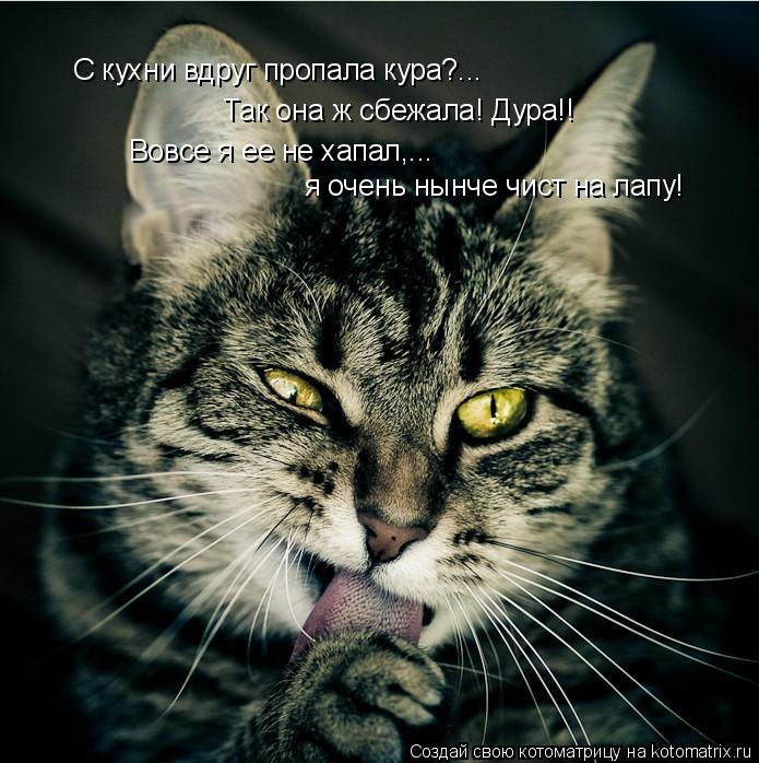Котоматрица: С кухни вдруг пропала кура?... Так она ж сбежала! Дура!! Вовсе я ее не хапал,... я очень нынче чист на лапу!