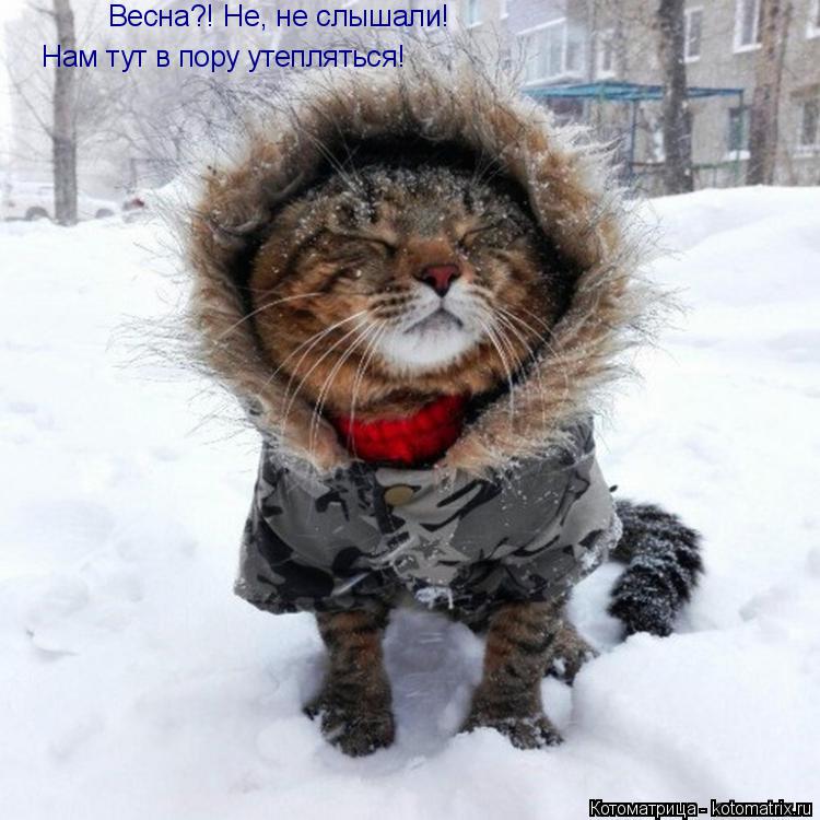 Котоматрица: Весна?! Не, не слышали!  Нам тут в пору утепляться!