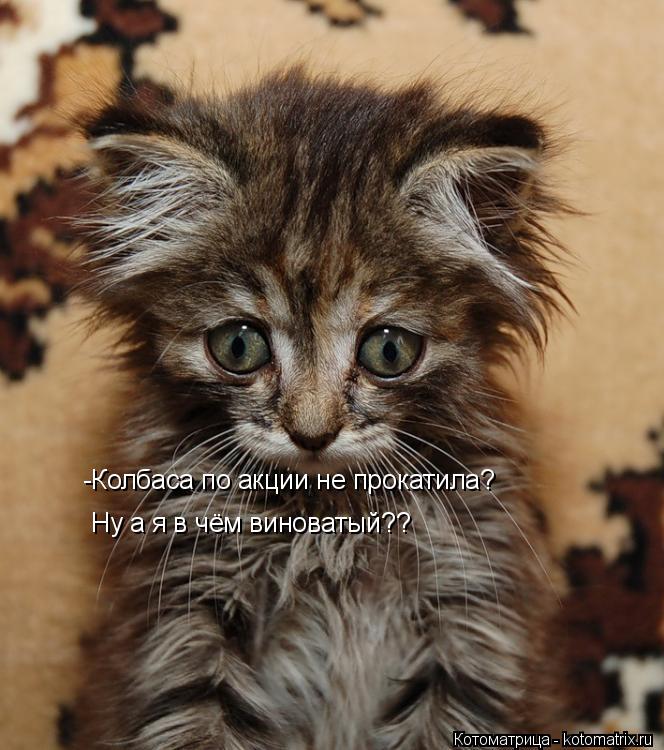 Котоматрица: -Колбаса по акции не прокатила? Ну а я в чём виноватый??