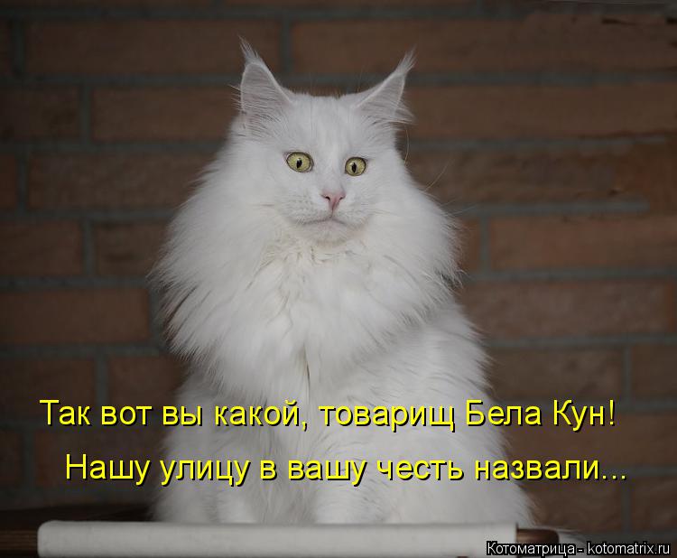 Котоматрица: Так вот вы какой, товарищ Бела Кун! Нашу улицу в вашу честь назвали...