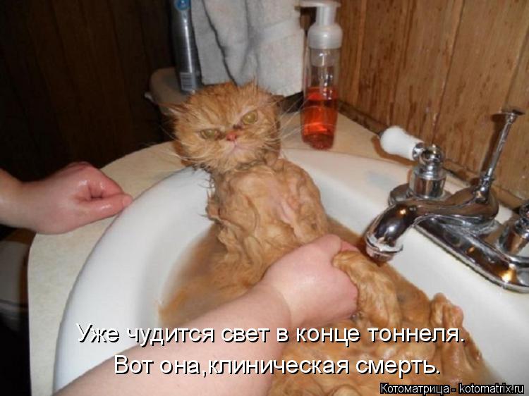 Котоматрица: Уже чудится свет в конце тоннеля. Вот она,клиническая смерть.