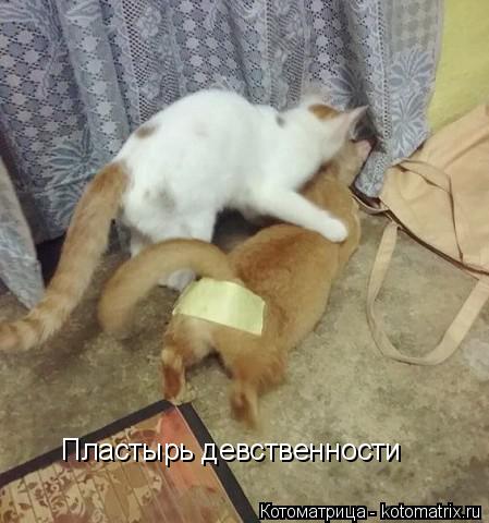 Котоматрица: Пластырь девственности