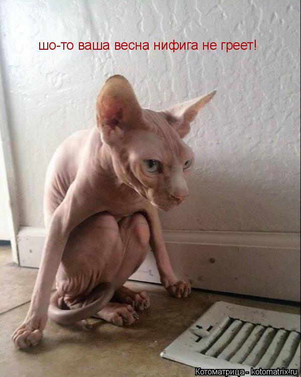 Котоматрица: шо-то ваша весна нифига не греет!