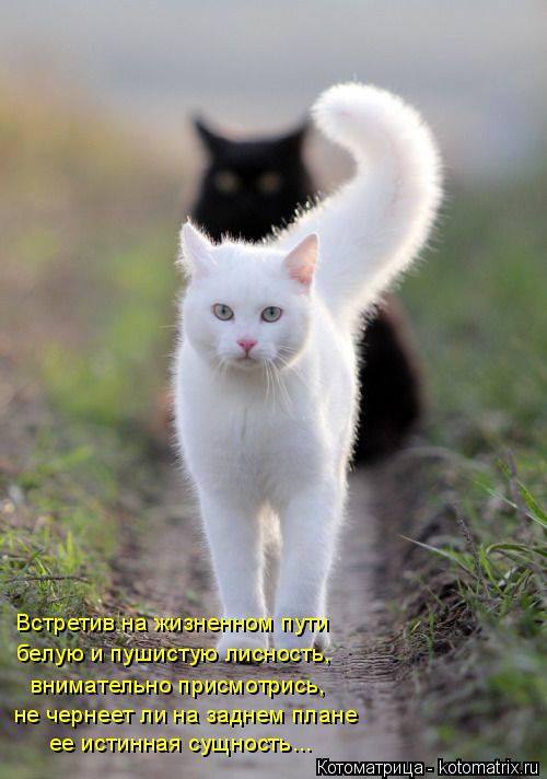 Котоматрица: Встретив на жизненном пути белую и пушистую лисность, внимательно присмотрись, ее истинная сущность... не чернеет ли на заднем плане