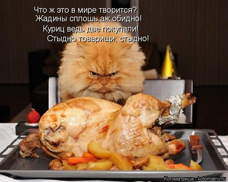 Котоматрица: Что ж это в мире творится? Жадины сплошь,аж обидно! Куриц ведь две покупали! Стыдно товарищи, стыдно!