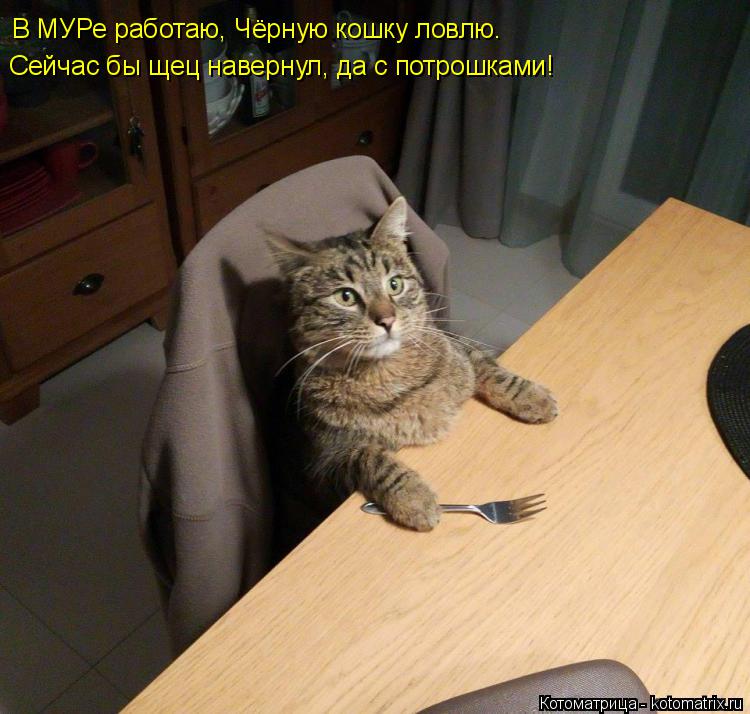Котоматрица: В МУРе работаю, Чёрную кошку ловлю. Сейчас бы щец навернул, да с потрошками!