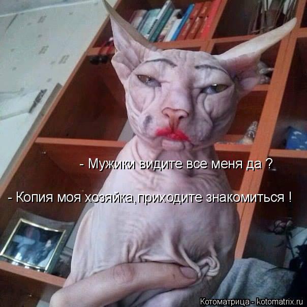 Котоматрица: - Мужики видите все меня да ? - Копия моя хозяйка,приходите знакомиться !