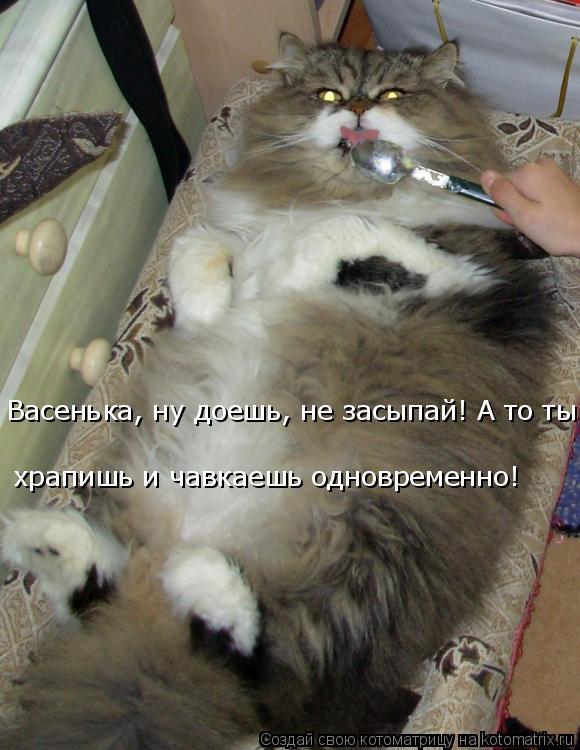 Котоматрица: храпишь и чавкаешь одновременно! Васенька, ну доешь, не засыпай! А то ты