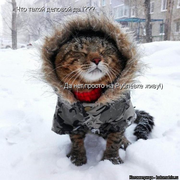 Котоматрица: - Что такой деловой да !??? - Да нет,просто на Рублёвке живу!)