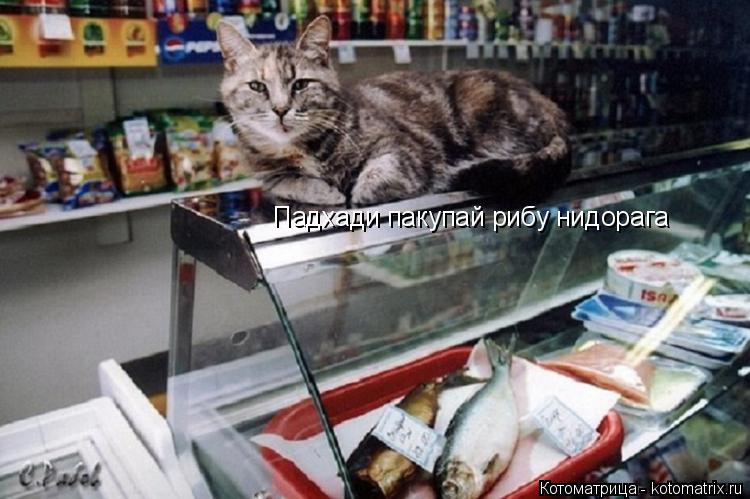 Котоматрица: Падхади пакупай рибу нидорага