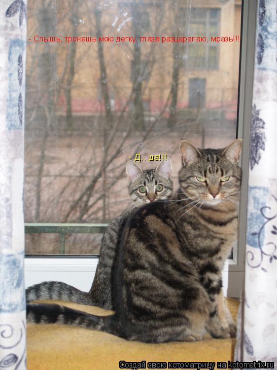 Котоматрица: - Слышь, тронешь мою детку, глаза разцарапаю, мразь!!! - Д.. да!!!