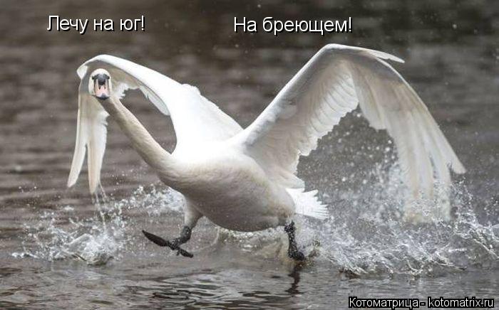 Котоматрица: Лечу на юг! На бреющем!