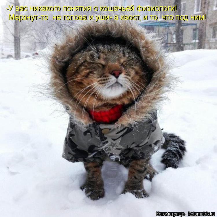 Котоматрица: -У вас никакого понятия о кошачьей физиологи! Мерзнут-то  не голова и уши- а хвост, и то, что под ним!